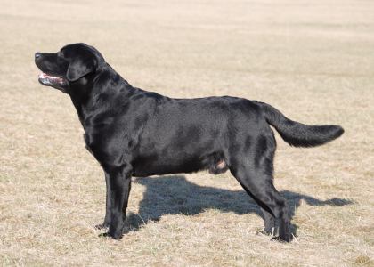 Raffe helmikuussa 2008